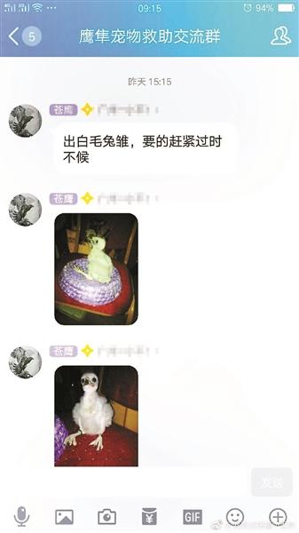 救助鸟类社交群售卖保护动物 卖家称活体可邮寄