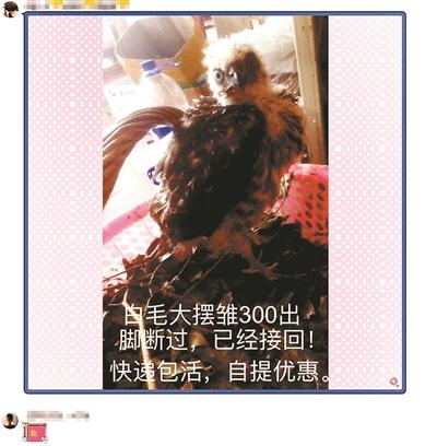 救助鸟类社交群售卖保护动物 卖家称活体可邮寄