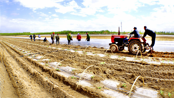 双辽市茂林镇孟益村使有限的土地成为聚宝盆