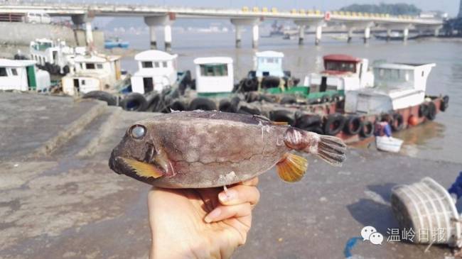 浙江现四四方方怪鱼 有剧毒常毒死自己(图) 浙江现四四方方怪鱼 有剧毒常毒死自己(图)