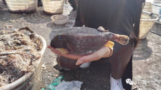 浙江现四四方方怪鱼 有剧毒常毒死自己(图) 浙江现四四方方怪鱼 有剧毒常毒死自己(图)