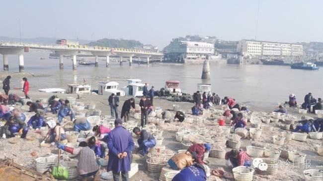 浙江现四四方方怪鱼 有剧毒常毒死自己(图) 浙江现四四方方怪鱼 有剧毒常毒死自己(图)