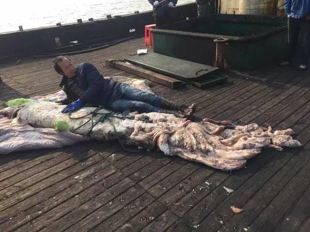 浙江渔船钓上258斤鱿鱼王 须长达20米(图)