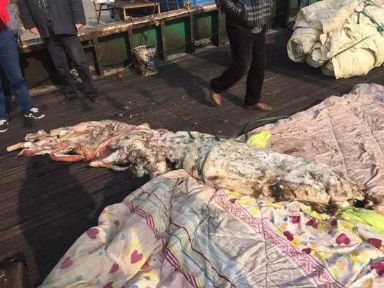 浙江渔船钓上258斤鱿鱼王 须长达20米(图)