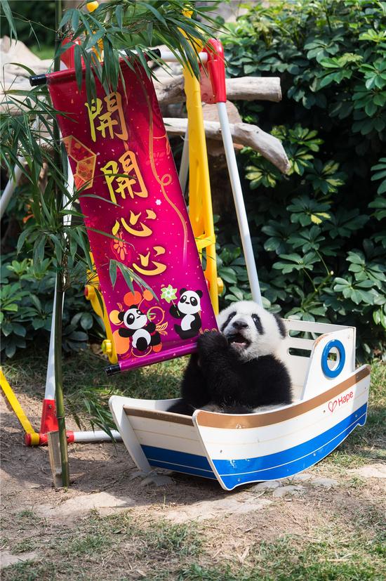 1月27日,大熊猫宝宝“康康”在澳门熊猫馆玩耍。新华社记者张金加摄 1月27日,大熊猫宝宝“康康”在澳门熊猫馆玩耍。新华社记者张金加摄