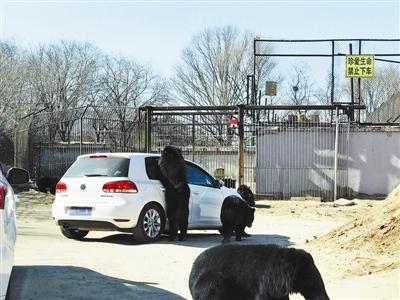 八达岭野生动物园自驾车开窗引熊袭
