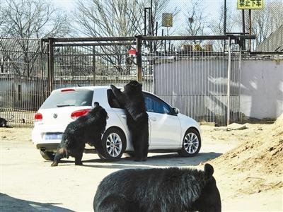 八达岭野生动物园自驾车开窗引熊袭
