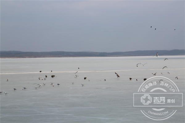 数以万计候鸟回归珲春 敬信湿地成摄影家乐园 数以万计候鸟回归珲春 敬信湿地成摄影家乐园