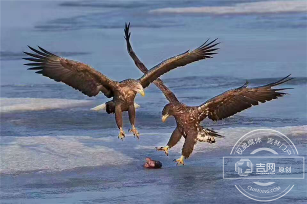 数以万计候鸟回归珲春 敬信湿地成摄影家乐园 数以万计候鸟回归珲春 敬信湿地成摄影家乐园