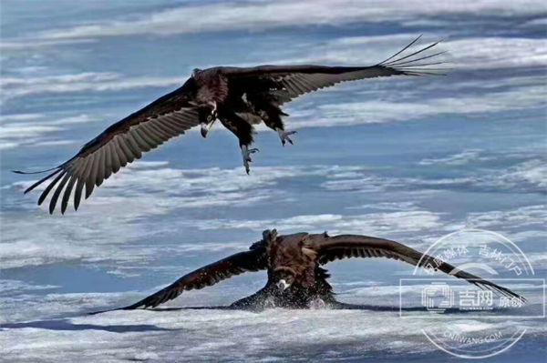 数以万计候鸟回归珲春 敬信湿地成摄影家乐园 数以万计候鸟回归珲春 敬信湿地成摄影家乐园