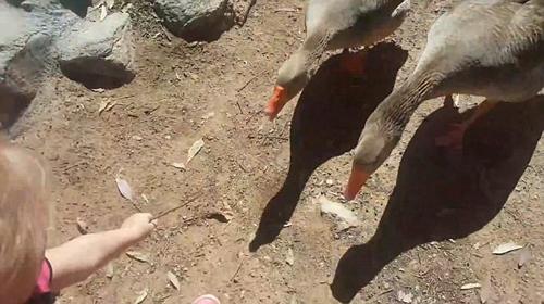 愤怒的大鹅!姐妹俩公园里欺负大鹅遭反击