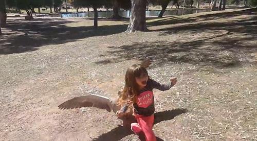 愤怒的大鹅!姐妹俩公园里欺负大鹅遭反击