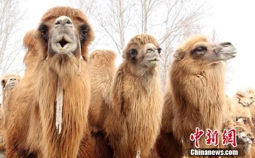 新疆北部骆驼产崽进入高峰期“驼崽”憨态可掬（图）