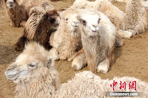 刚出生不久的多只小驼聚在一角晒太阳。史玉江 摄