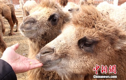 图为两只小驼主动走到大院门口亲近路人。史玉江 摄